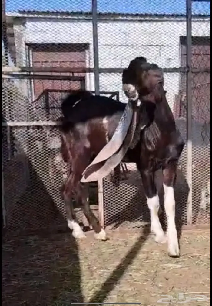 مشروع فحل حجازي فاخر وعينك ميزانك (شق ثلاثه) 0