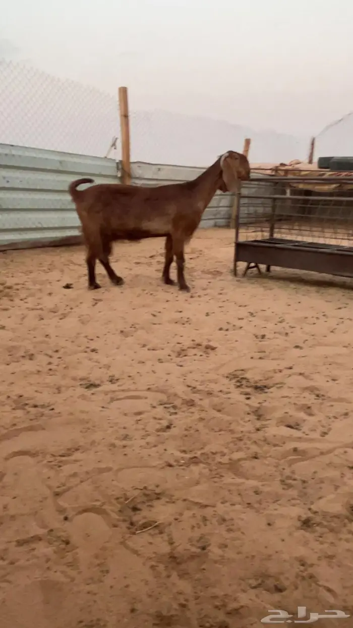 عنز كفو دافع 0