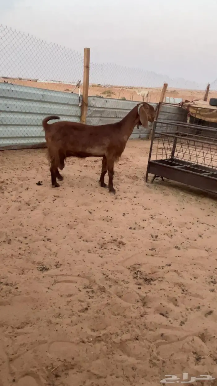 عنز كفو دافع 1