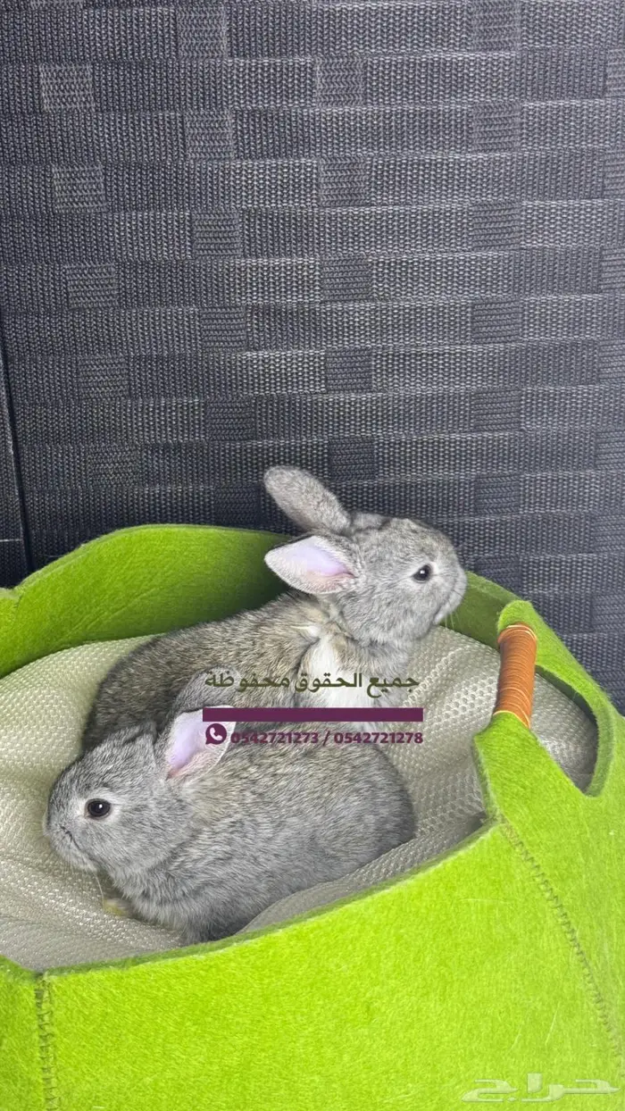للبيع ارانب هولنديه صغيره 0