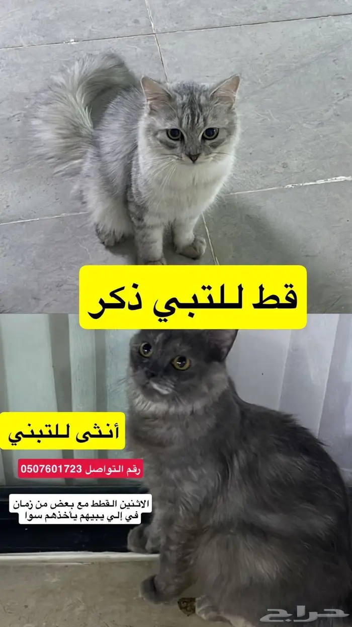 قطط لتبني 0