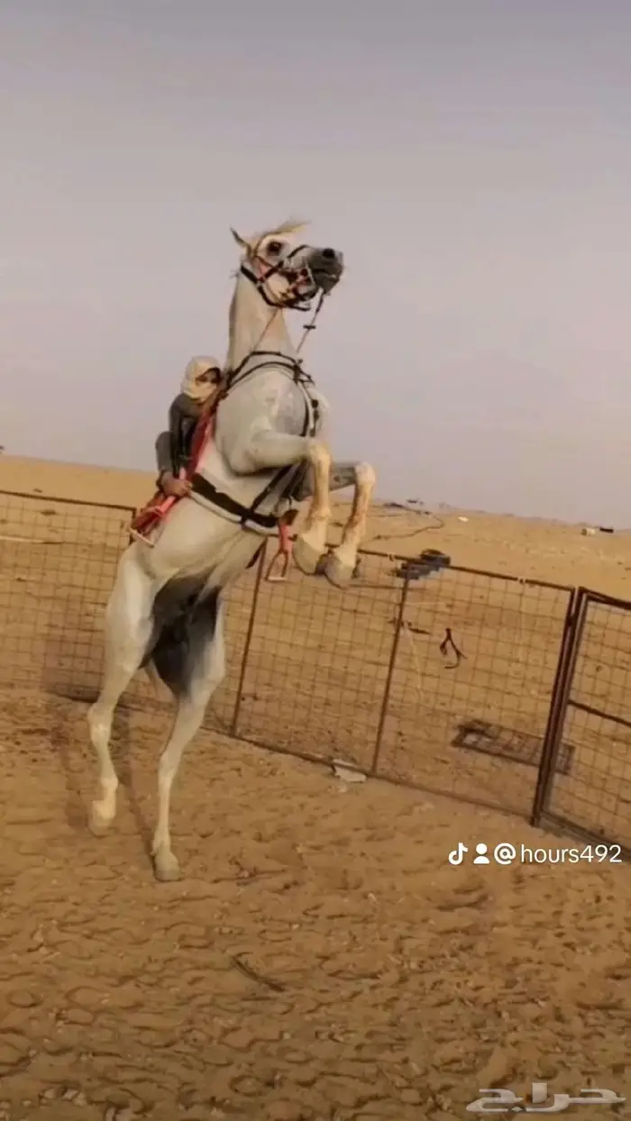 حصان واهو مكس ولد خيدار 2
