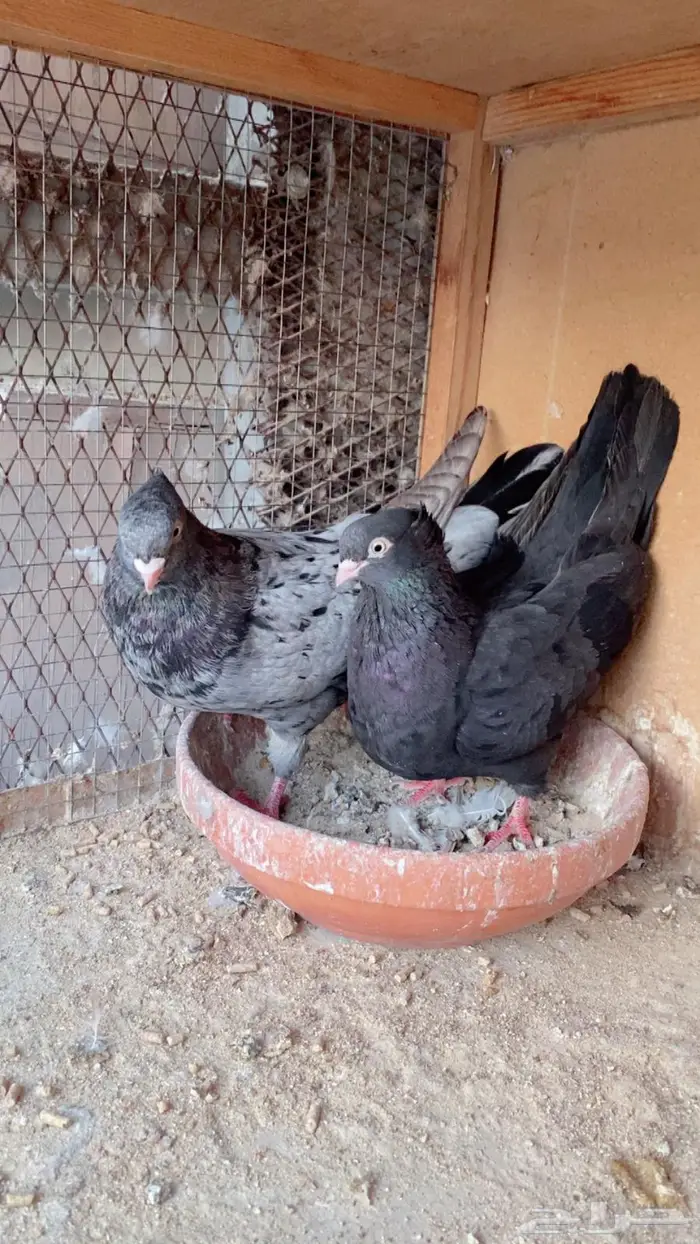 زوج عبداني 0