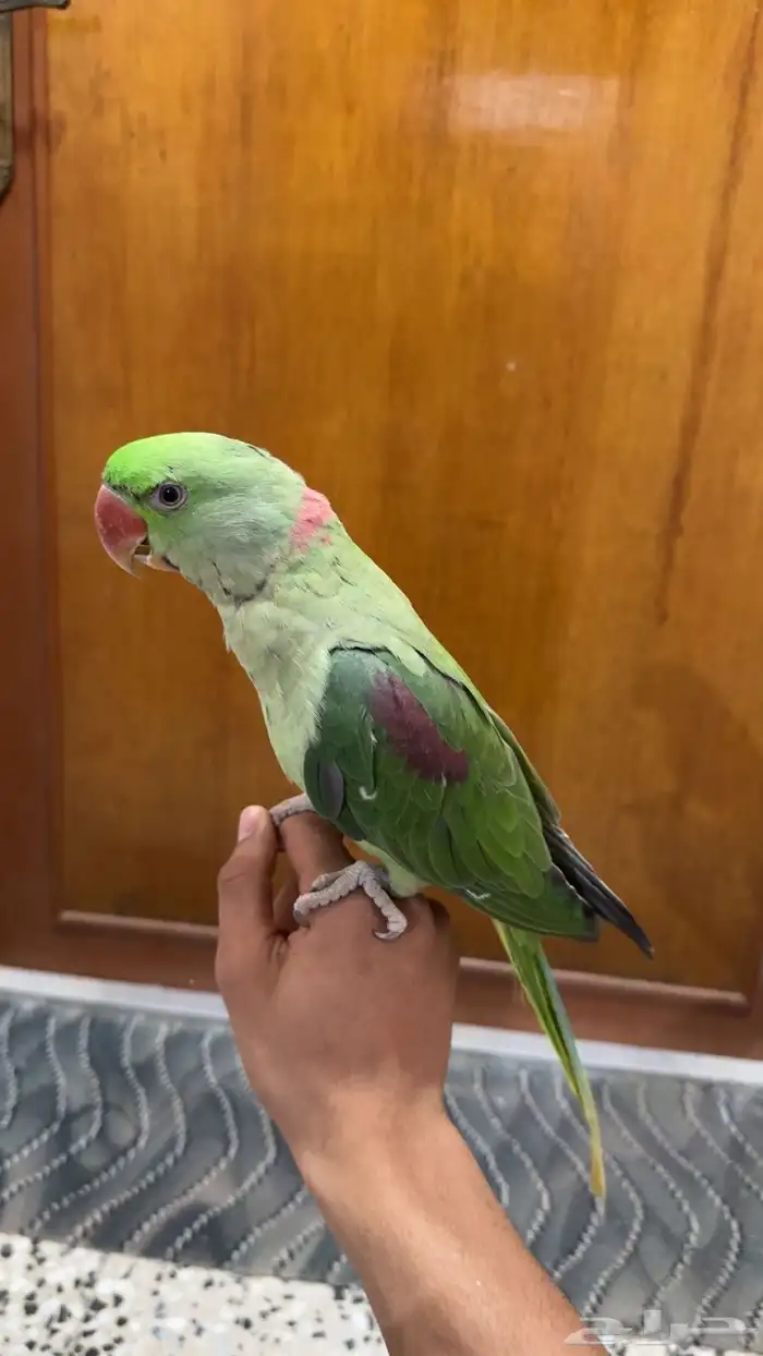 للبيع دره نيبالي 0