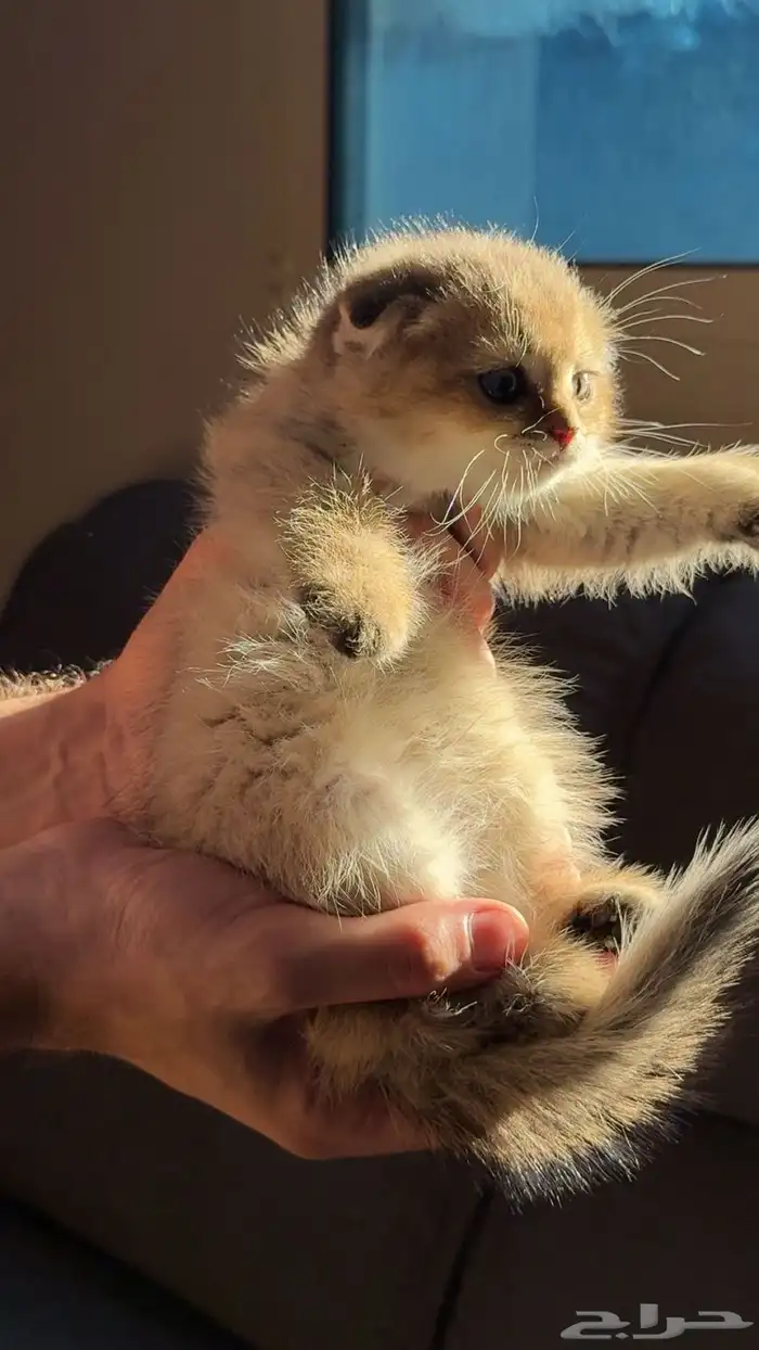 4 كيتن ذكور سكوتش فولدNy25 2