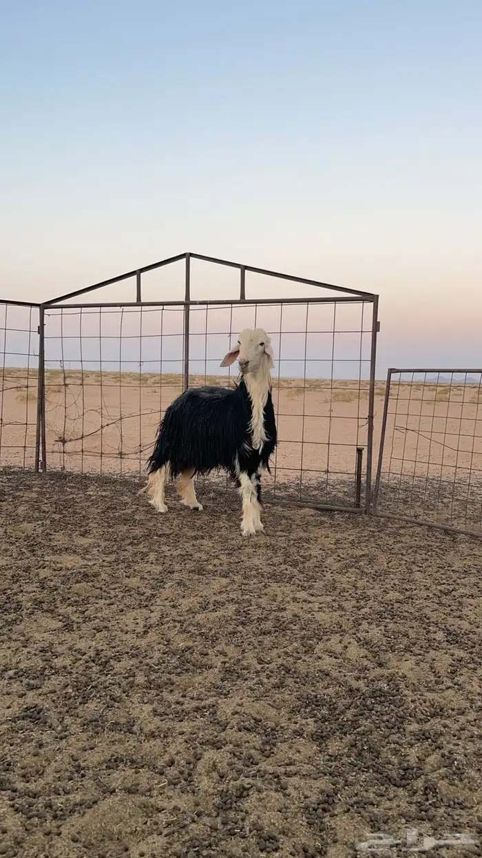 للبيع خروف نجدي 0