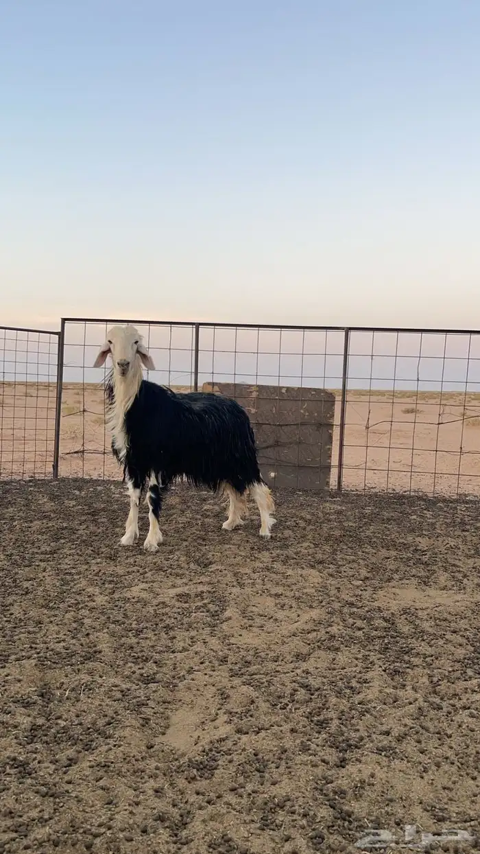 للبيع خروف نجدي 1