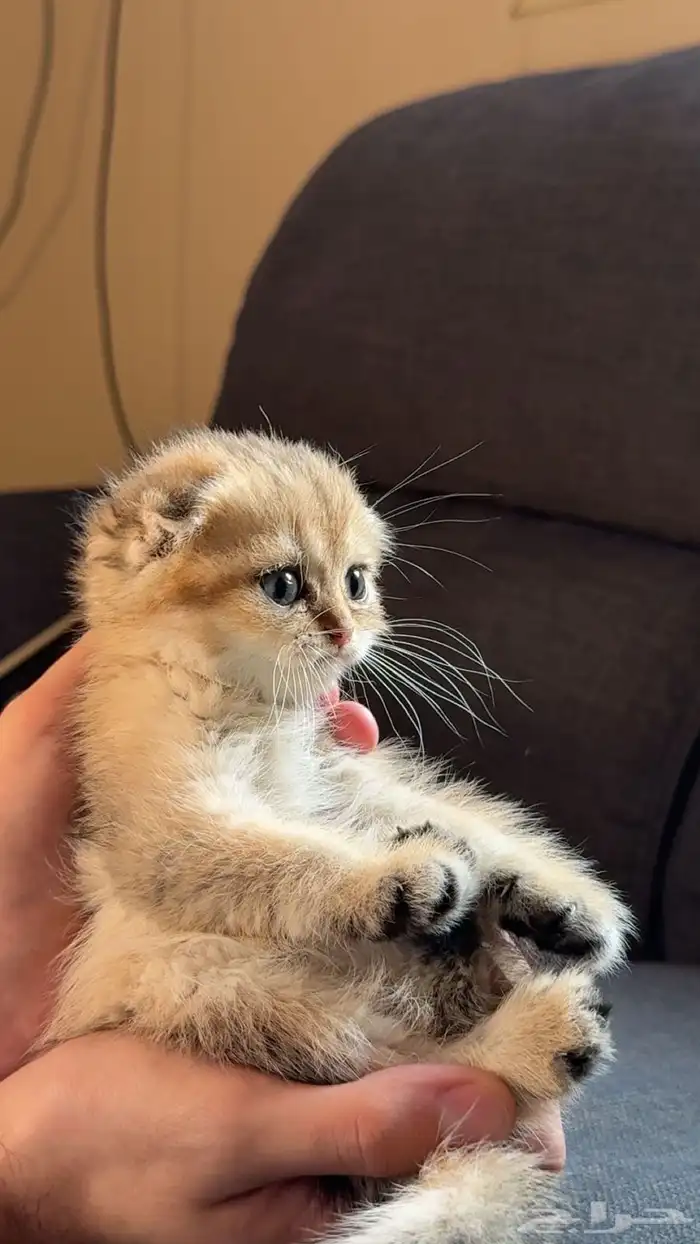 4 كيتن ذكور سكوتش فولدNy25 0