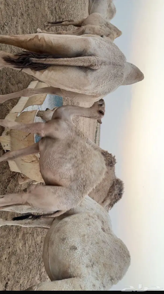 قعود طيب 0