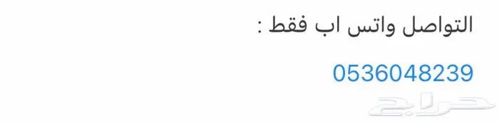 قطط سكوتش بريتش 3