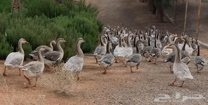 للبيع قطيع وز عراقي 0