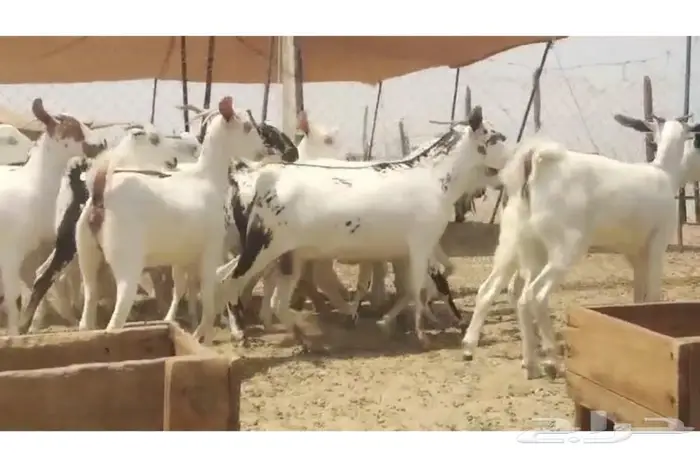 ماعز بيشيات جفار جذعات 2