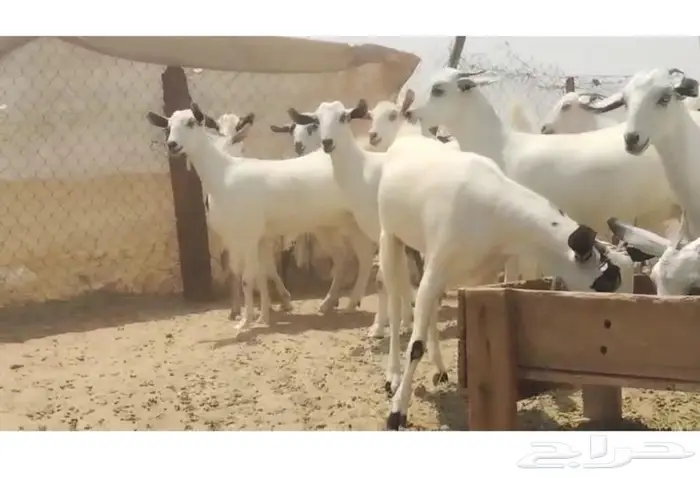 ماعز بيشيات جفار جذعات 4