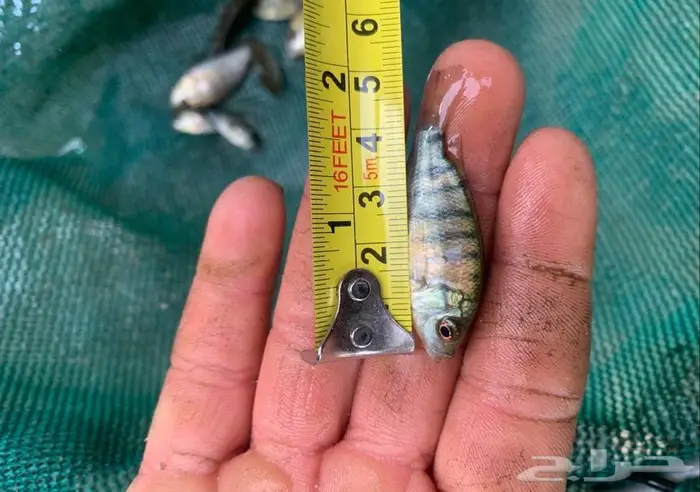 سمك بلطي حي للبيع 2