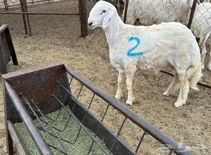 مشاريع فحول للبيع 3