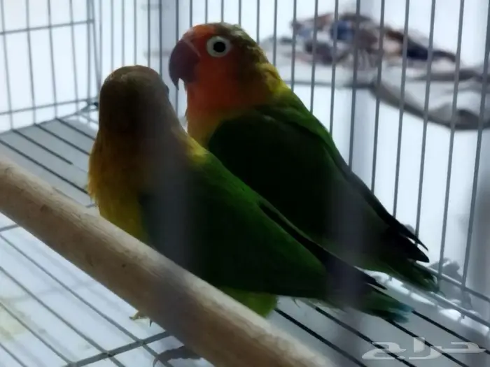 زوج فيشر منتج 0