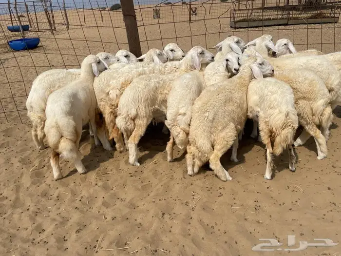 رخال حريه طيبه 19(تم البيع ) 3