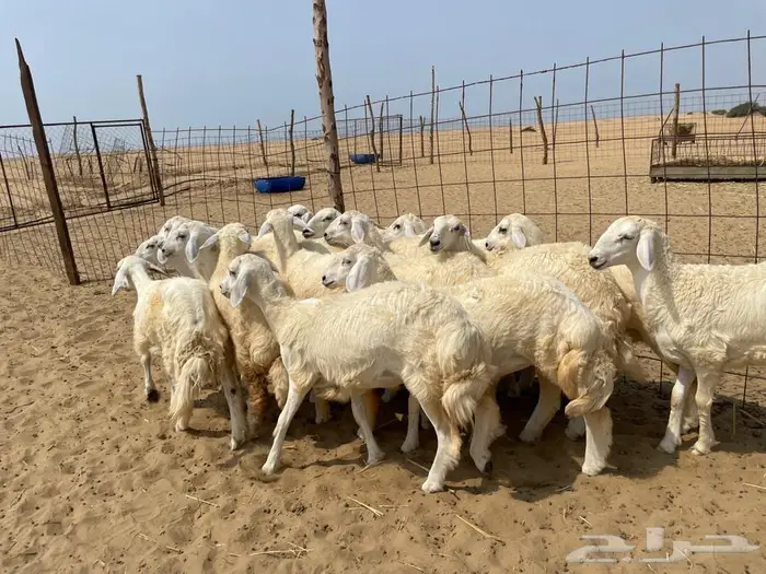 رخال حريه طيبه 19(تم البيع ) 2