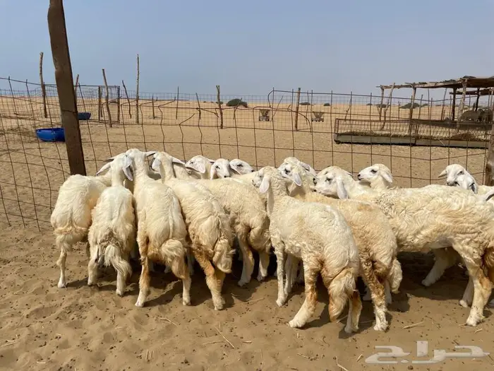 رخال حريه طيبه 19(تم البيع ) 0