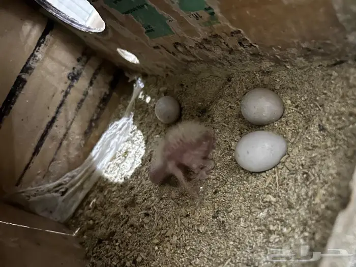 جوز كروان للبيع عنده فرخ للبيع (تم البيع) 1