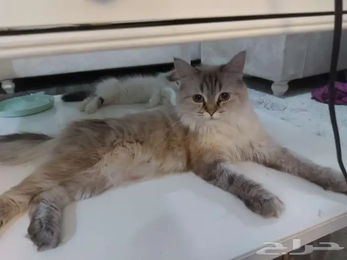 عدد 2 قطة أنثى للتبتي 0