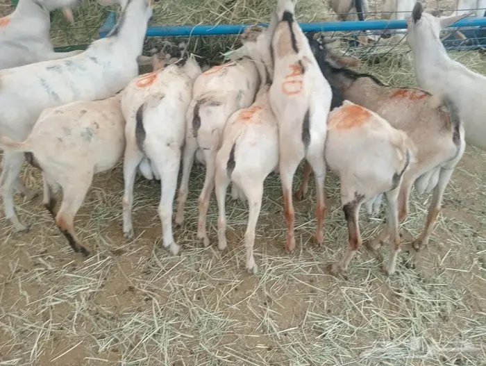 مواشي جملة وتفريد بأسعار تنافسية 11