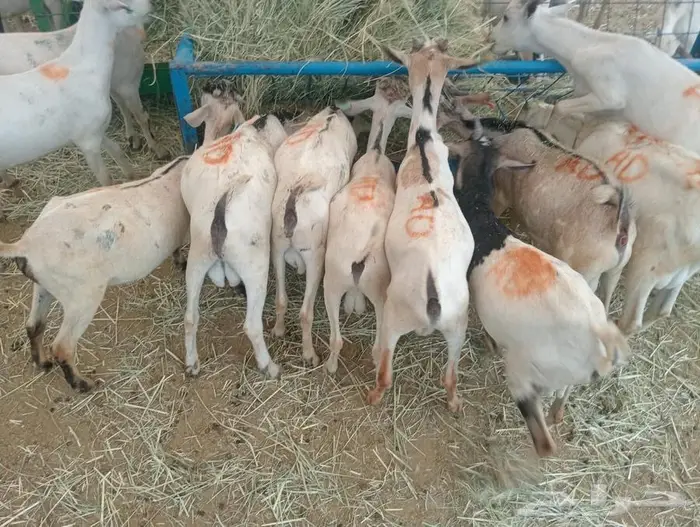 مواشي جملة وتفريد بأسعار تنافسية 0