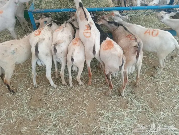 مواشي جملة وتفريد بأسعار تنافسية 8