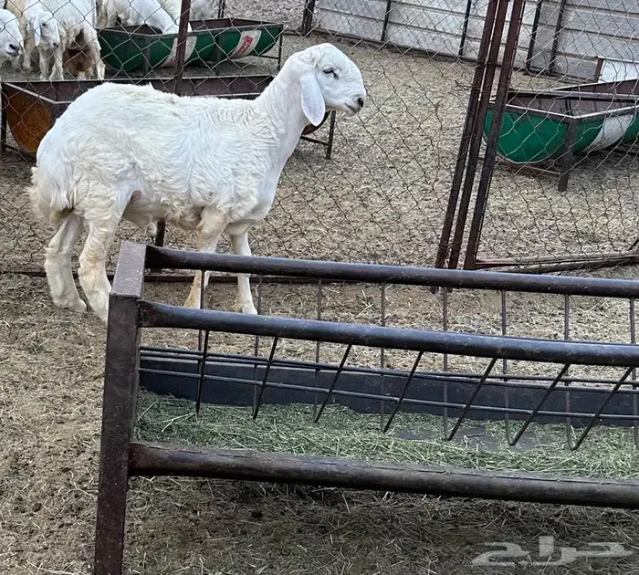 مشاريع فحول للبيع 2