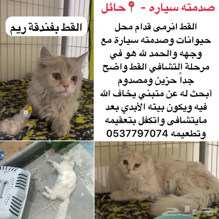 قطط للتبني 0