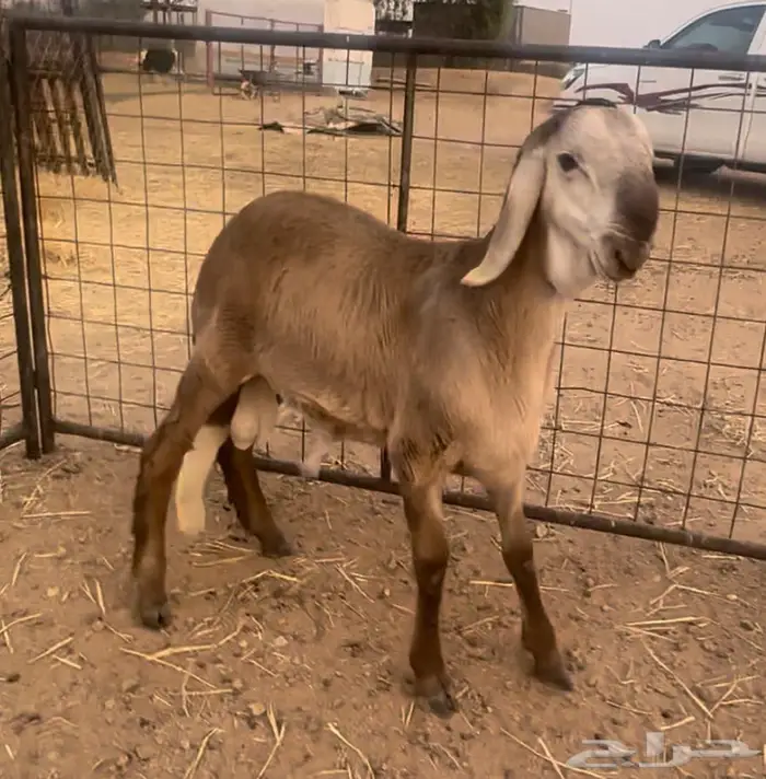 للبيع مشروع فحل درماني الدوادمي 0