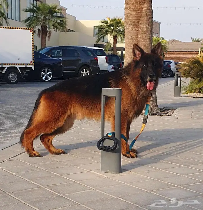 جيرمن شيبرد لونق هير شولاين 0