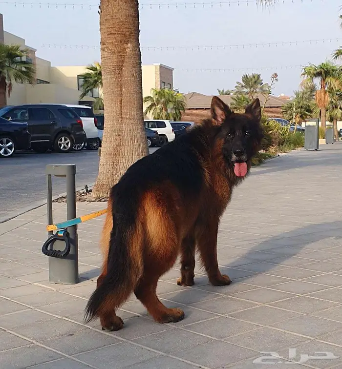 جيرمن شيبرد لونق هير شولاين 5