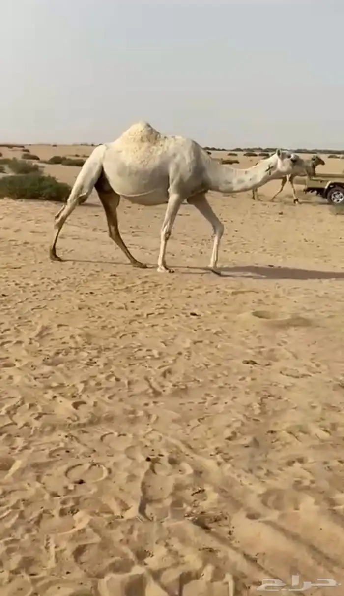 لقحه وضحا كفو 2