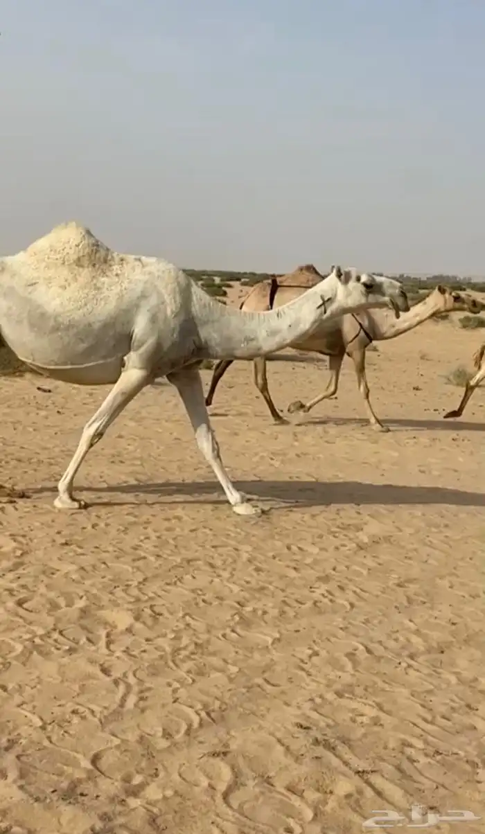 لقحه وضحا كفو 1