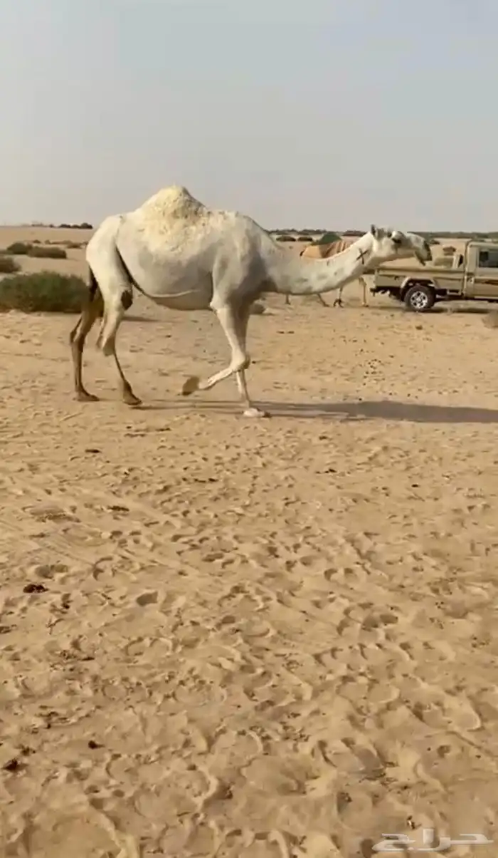 لقحه وضحا كفو 3