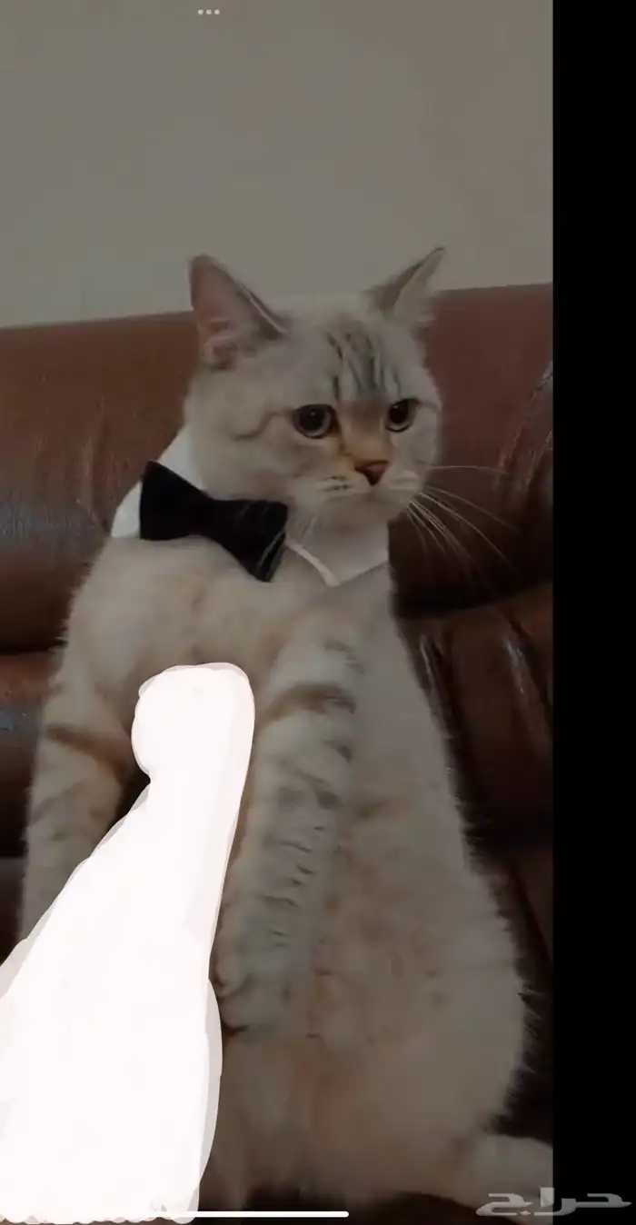 قط بريتش للبيع 5