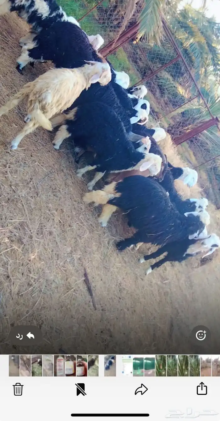 طليان عدد 12 0