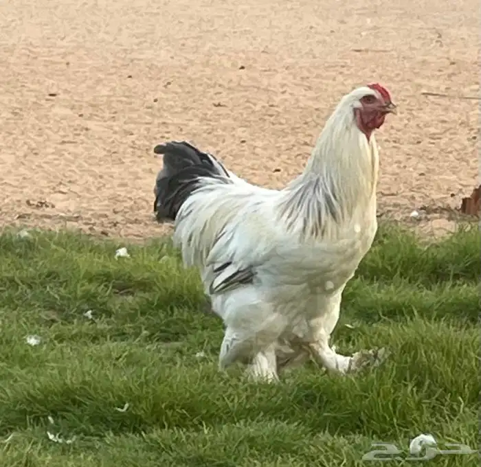 براهما العدد تقريبا  40 حبه العمر من 7 شهور الى 8 16