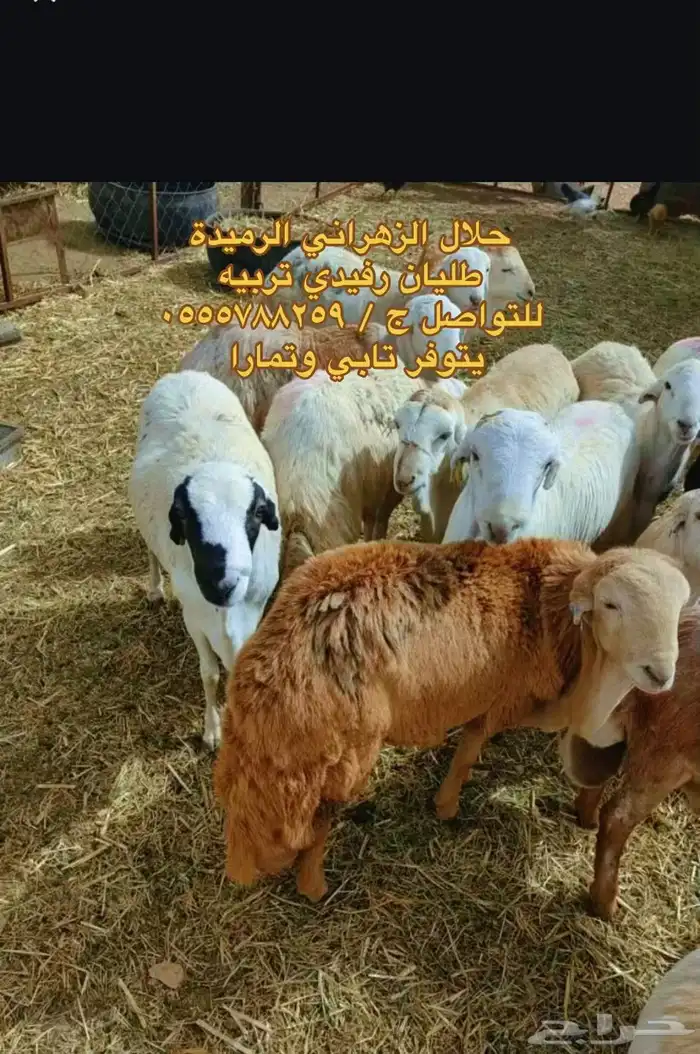 طليان رفيدي تربيه طيبات بالحيل 4