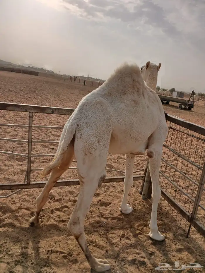 عرضين بكار للبيع ارجو قراءه الاعلان جيدا 3