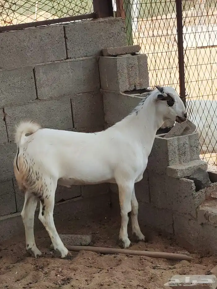 تيس مشروع فحل طيب 3 ونص 3