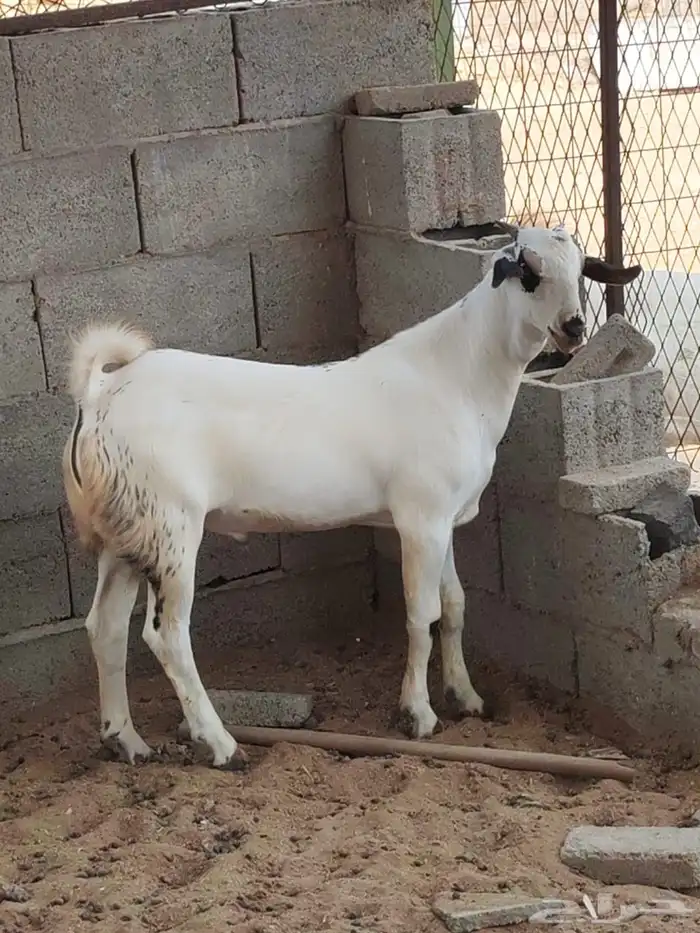 تيس مشروع فحل طيب 3 ونص 0