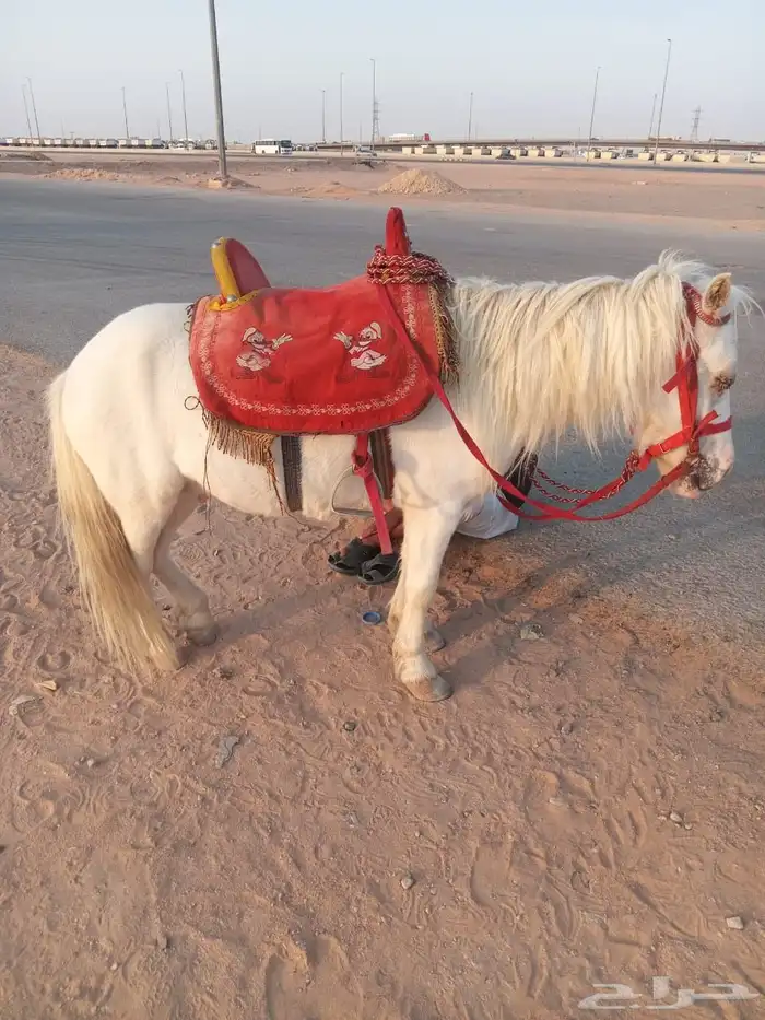 تأجير خيل وسيسي وماعز قزم 4