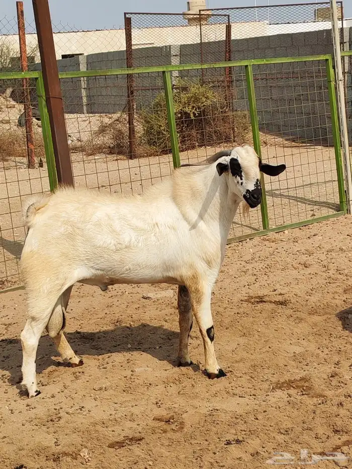 تيس مشروع فحل طيب 3 ونص 4