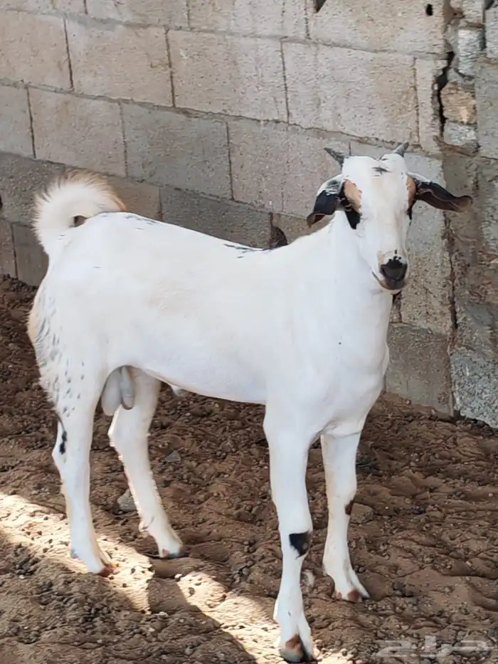 تيس مشروع فحل طيب 3 ونص 1