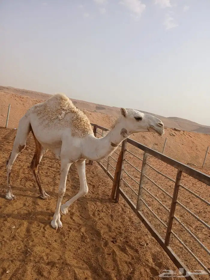 عرضين بكار للبيع ارجو قراءه الاعلان جيدا 8
