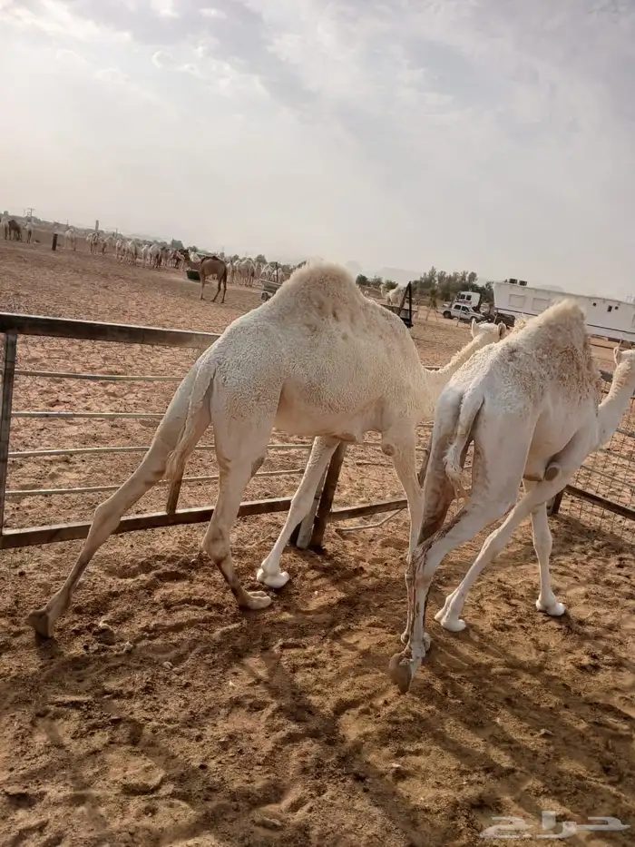 عرضين بكار للبيع ارجو قراءه الاعلان جيدا 9