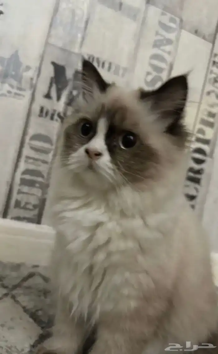 قطة للبيع 0