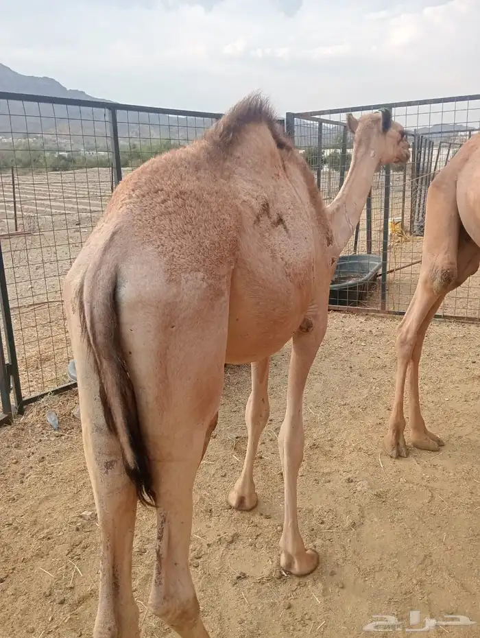 تيوس وقعدان صوماليه للبيع تربيه 1